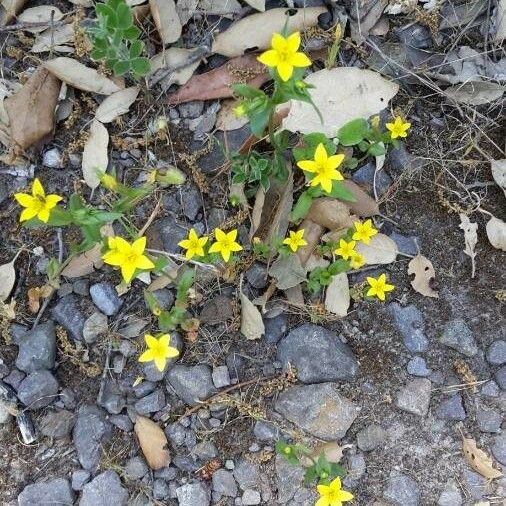 Centaurium maritimum 花