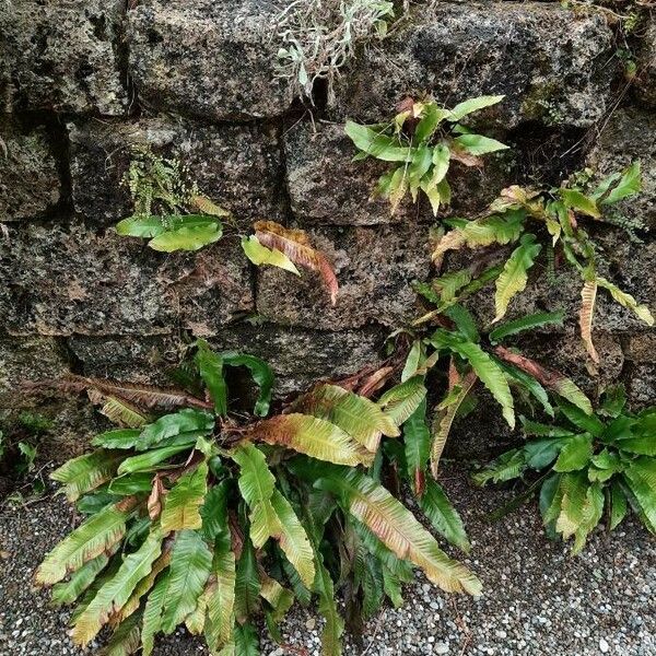 Asplenium scolopendrium Hoja