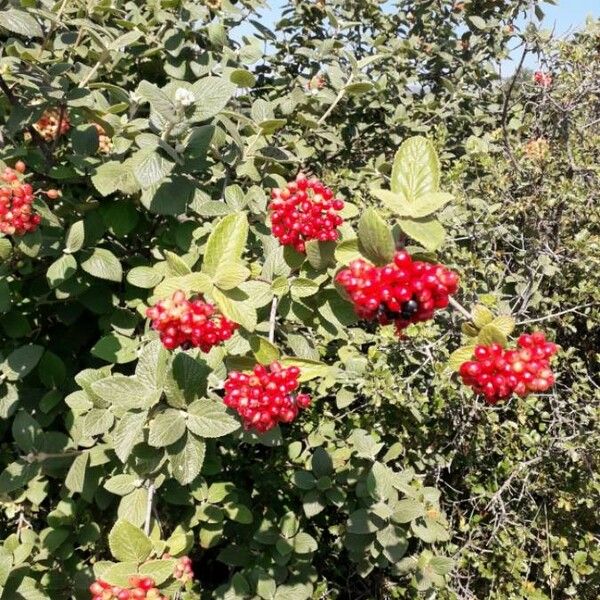 Viburnum lantana ഫലം