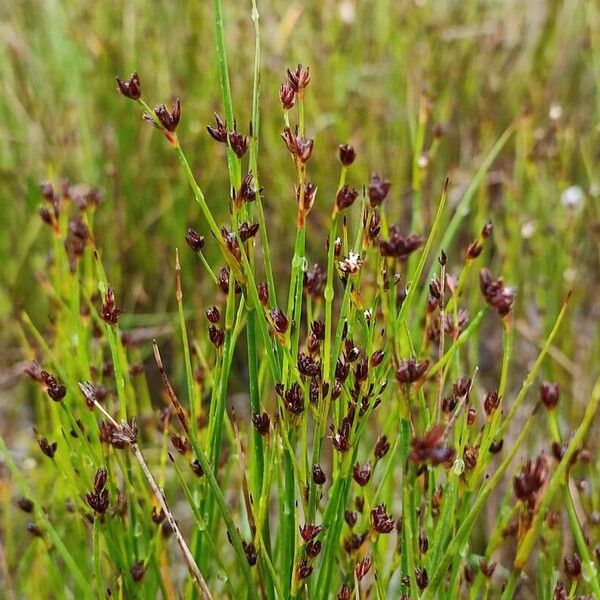 Juncus alpinoarticulatus Kukka