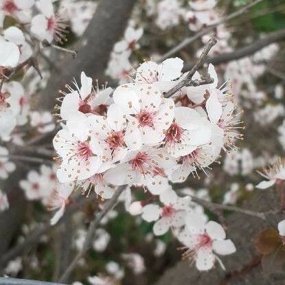 Prunus armeniaca Blomst