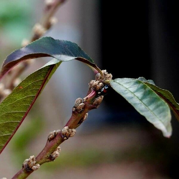 Prunus persica Лист