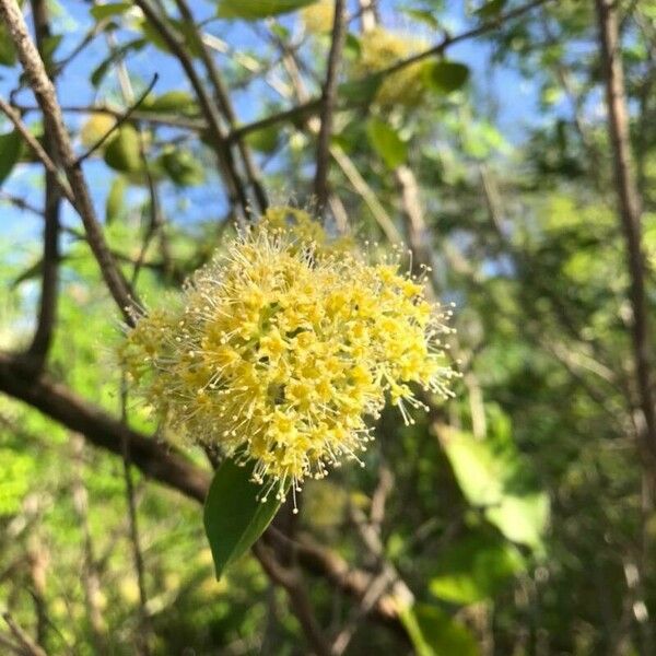 Pisonia aculeata Flower