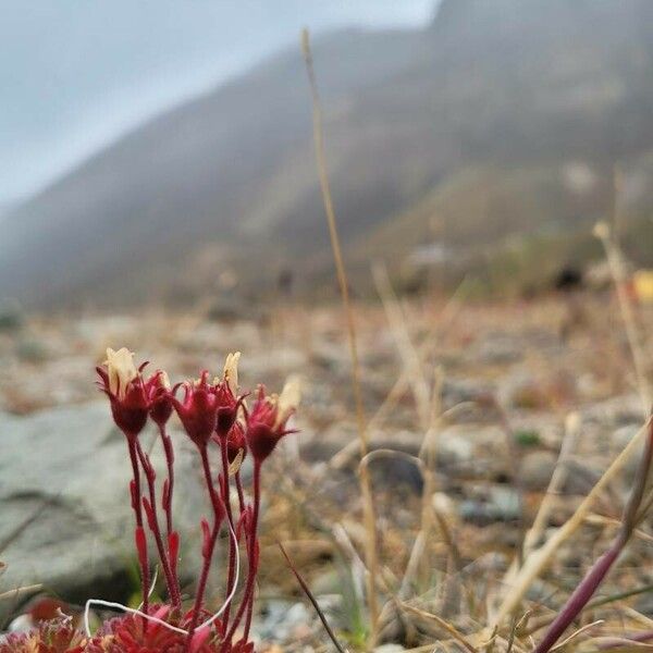 Saxifraga cespitosa Flower