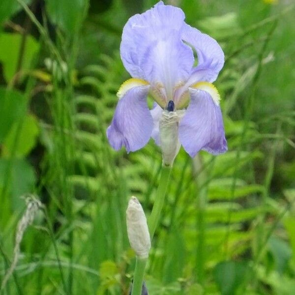 Iris pallida Çiçek