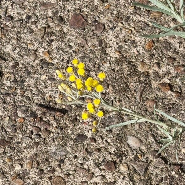 Helichrysum italicum Кветка