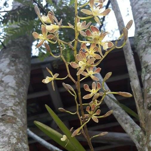 Encyclia tampensis Floare