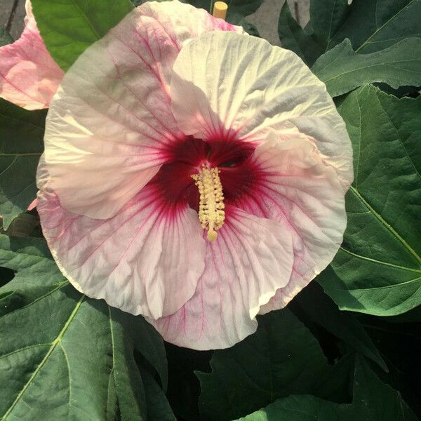 Hibiscus moscheutos 花