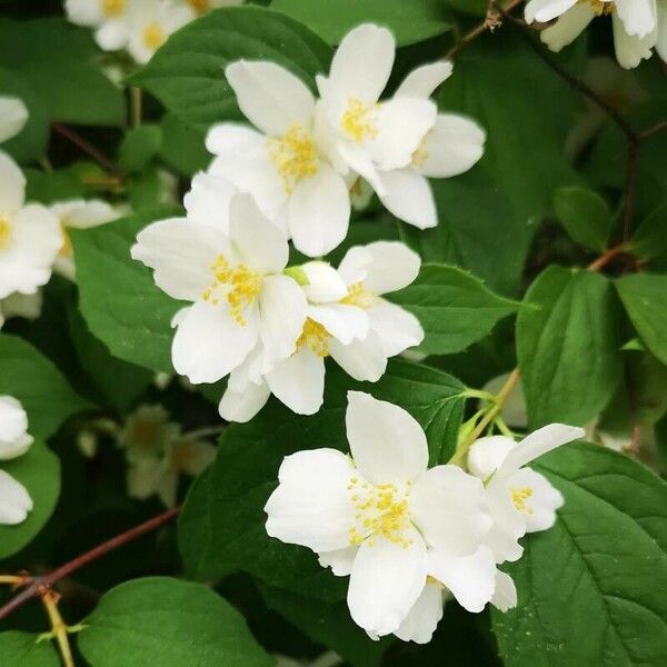 Philadelphus coronarius Flower