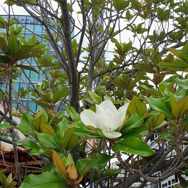 Magnolia grandiflora Агульны выгляд