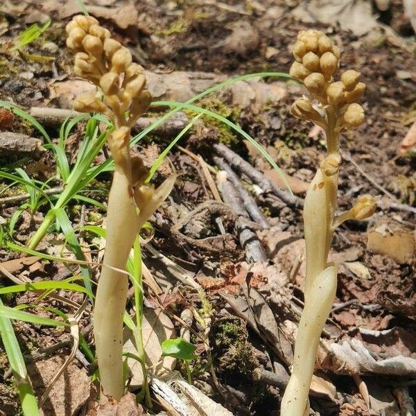 Neottia nidus-avis Blomma