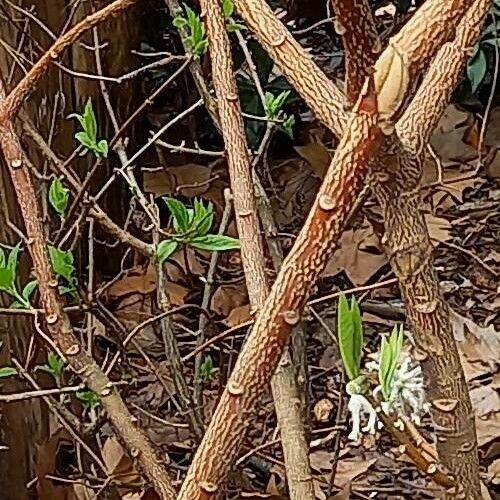 Edgeworthia chrysantha Bark