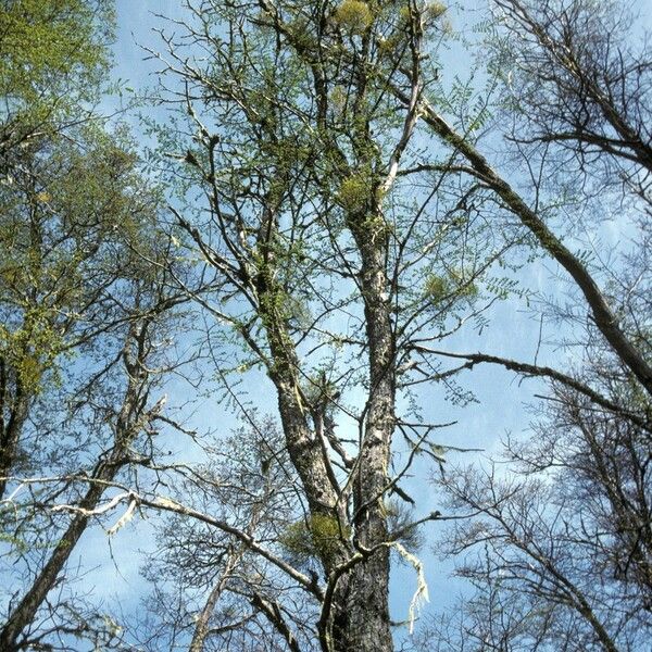 Nothofagus antarctica অভ্যাস