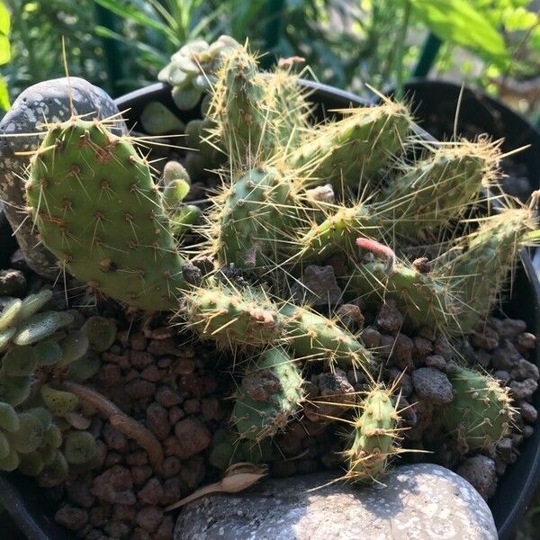 Opuntia polyacantha Folla