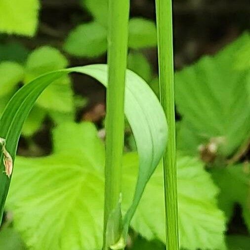 Poa trivialis кора