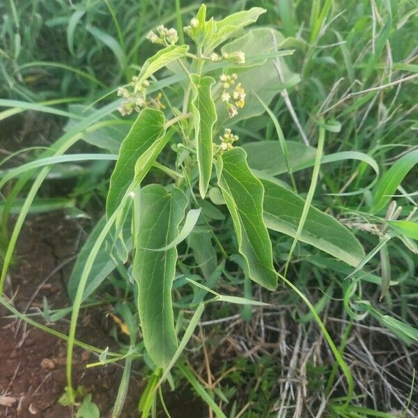 Cynanchum somaliense 整株植物