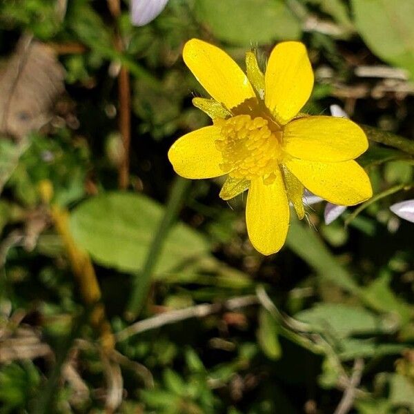 Ranunculus fascicularis Blomma