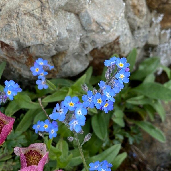 Myosotis alpestris Λουλούδι