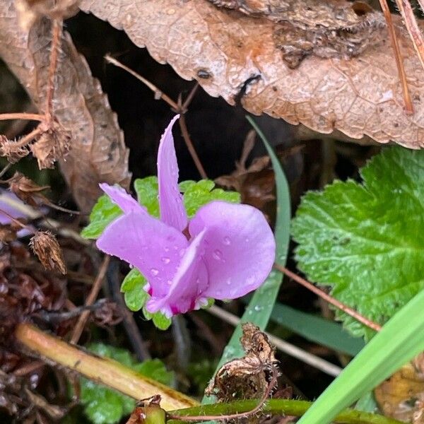 Cyclamen purpurascens Кветка