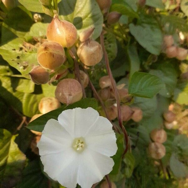 Operculina turpethum Flower