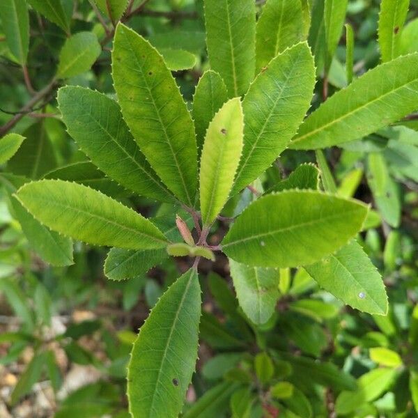 Photinia arbutifolia পাতা