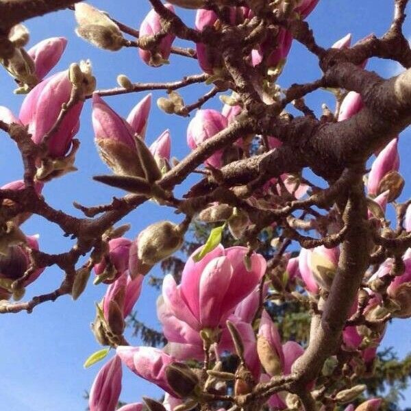 Magnolia × soulangeana Fleur