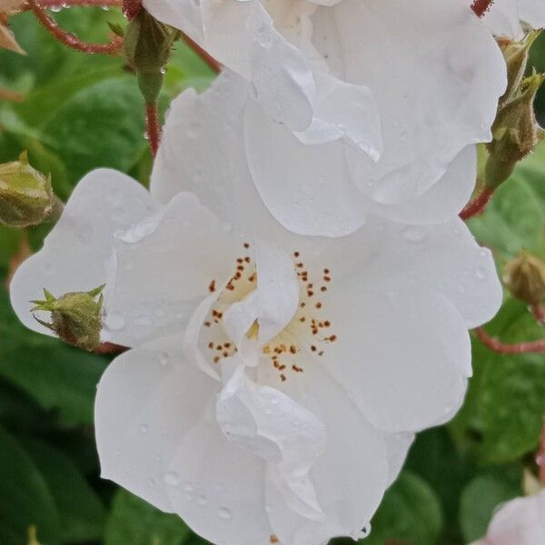 Rosa moschata Flor