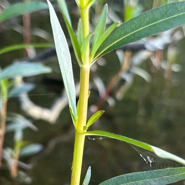 Lysimachia terrestris Other