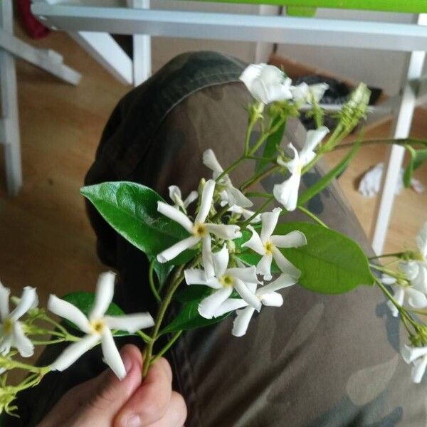 Trachelospermum jasminoides Flower