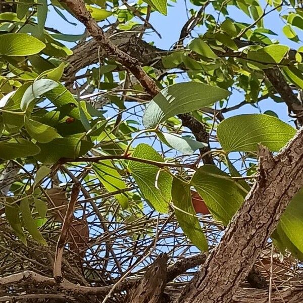 Colophospermum mopane Φύλλο