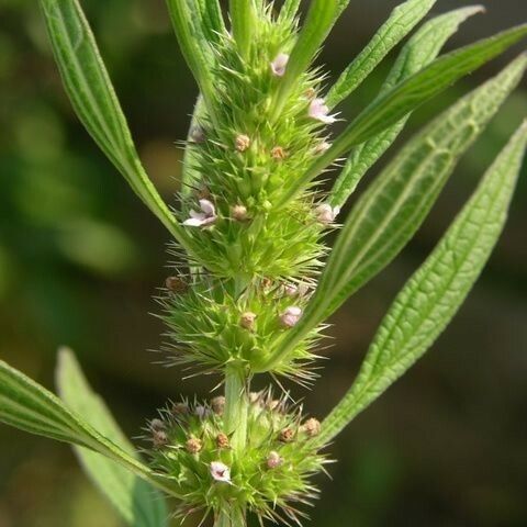 Chaiturus marrubiastrum പുഷ്പം