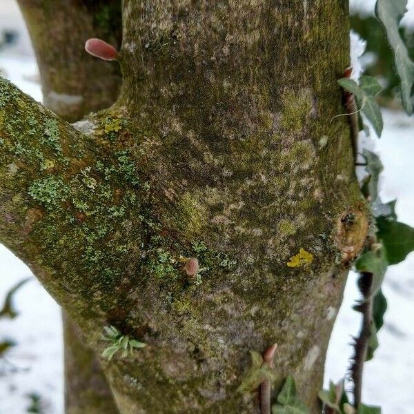Magnolia stellata چھال