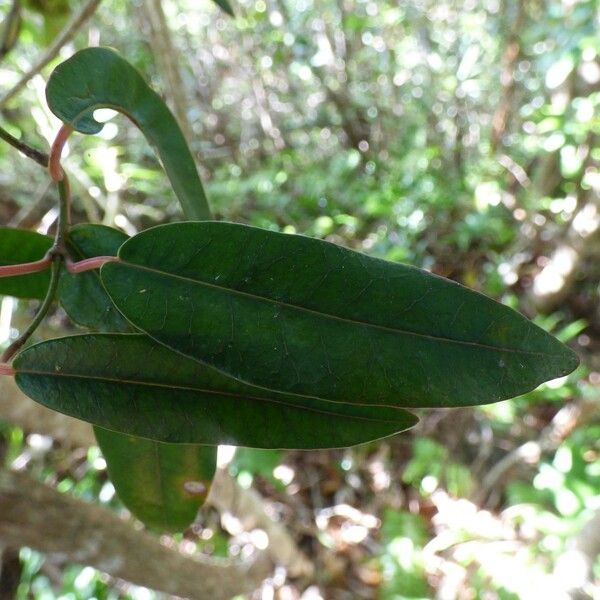 Trichosandra borbonica Leaf