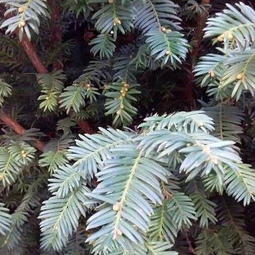Taxus baccata Feuille