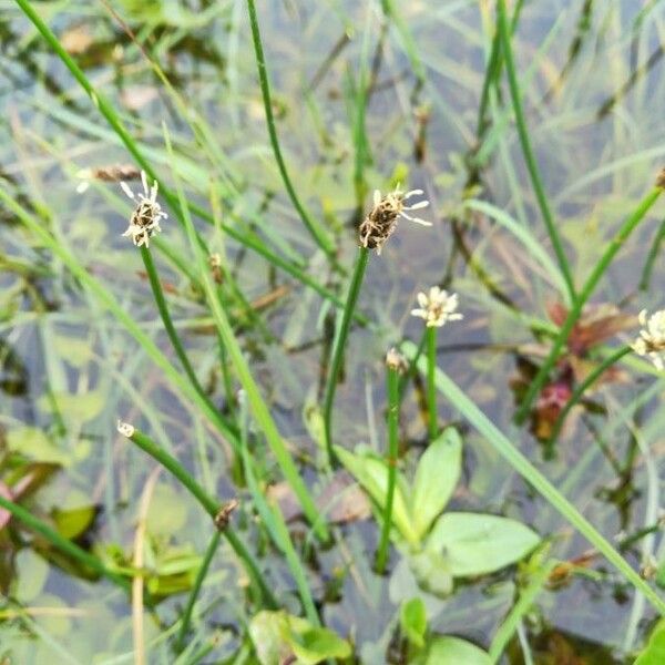 Eleocharis quinqueflora പുഷ്പം