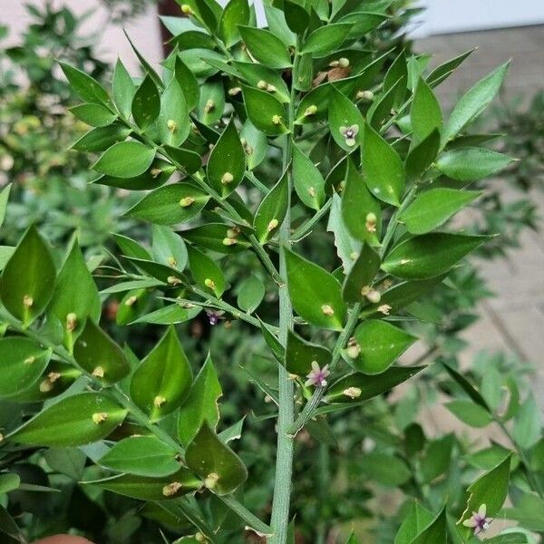 Ruscus aculeatus 果