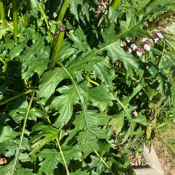 Acanthus spinosus Yaprak