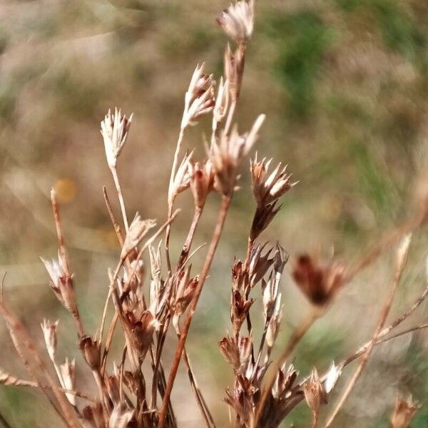 Juncus bufonius 花