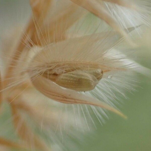 Melica ciliata Συνήθη χαρακτηριστικά