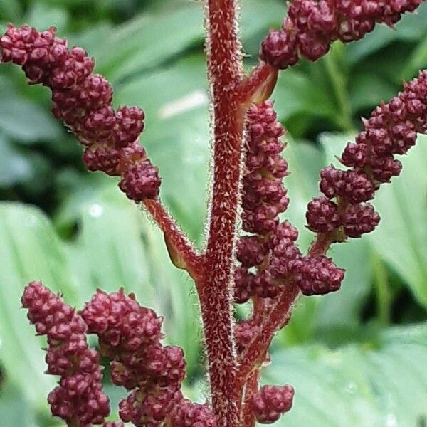 Astilbe japonica Flower