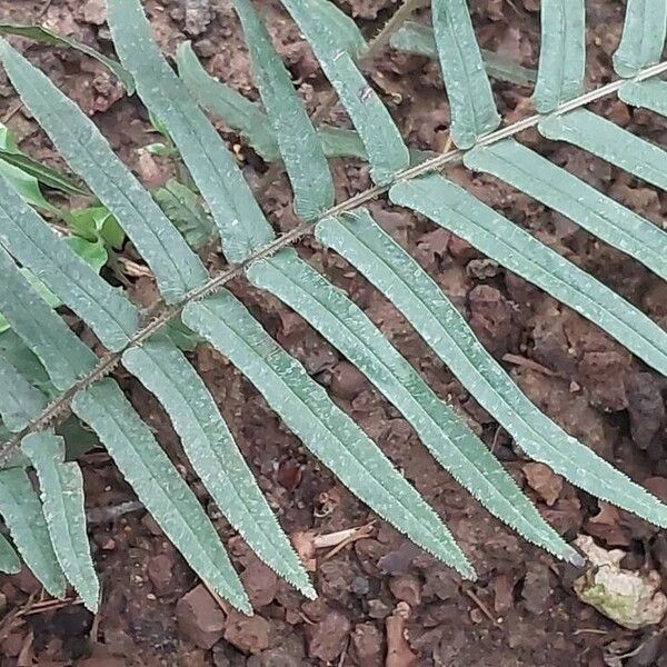 Pteris vittata Blatt