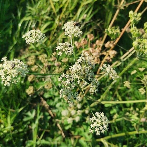 Oenanthe crocata Blomst