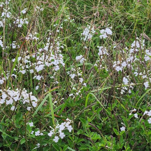Chascanum hildebrandtii Квітка