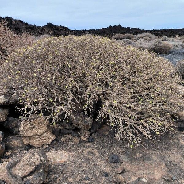 Euphorbia balsamifera Характер