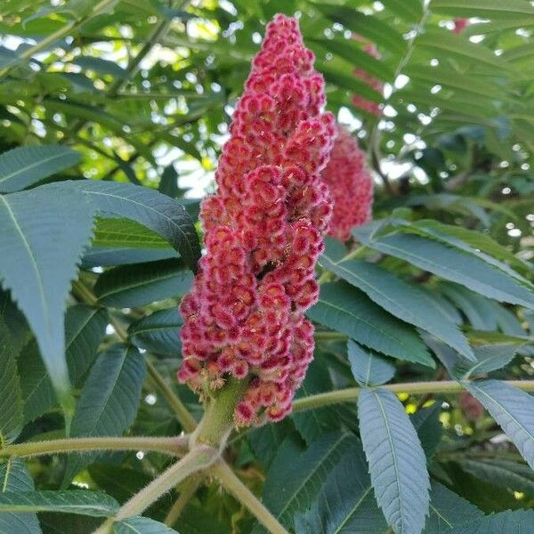 Rhus typhina Kwiat