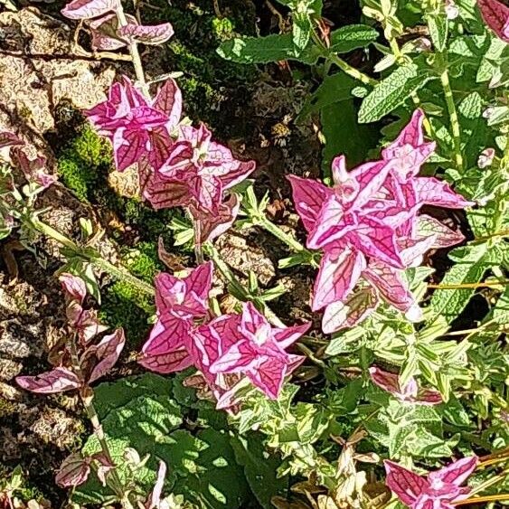 Salvia viridis ফুল