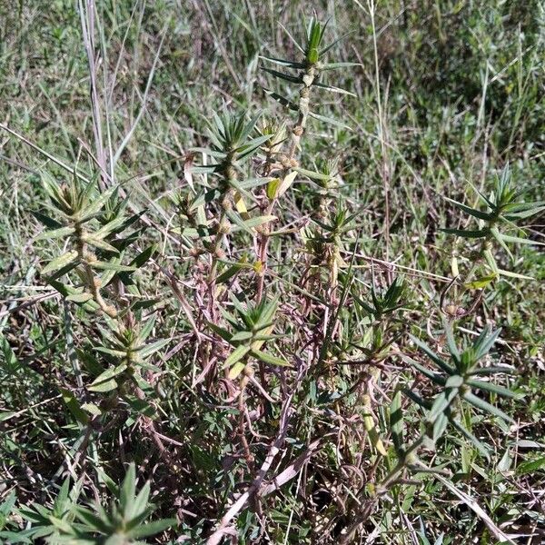 Hexasepalum teres অভ্যাস