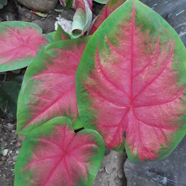 Caladium bicolor Hoja