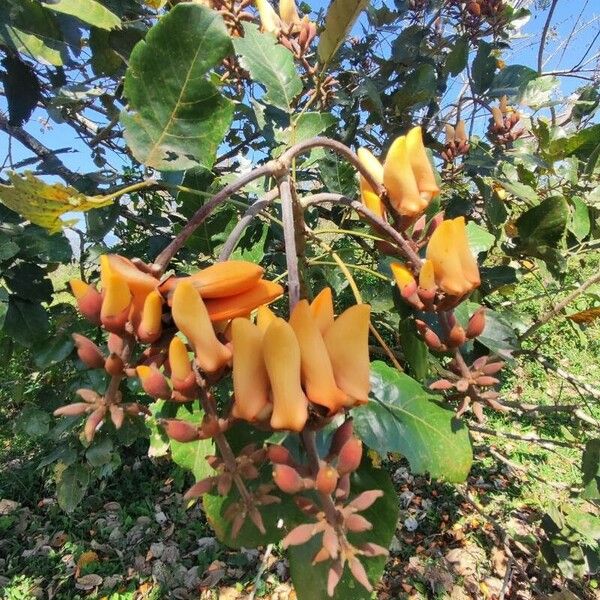 Erythrina fusca Blüte