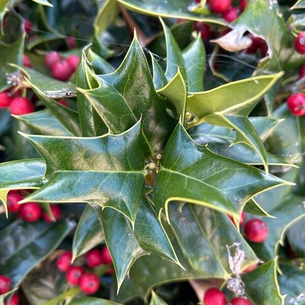 Ilex cornuta Leaf